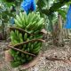 Bananeras exportacion banano fabricas empacadoras trabajadores_ Randall Sandoval 52 scaled 80x80
