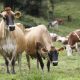 vacas ganado granja issac villalta 3 scaled 80x80